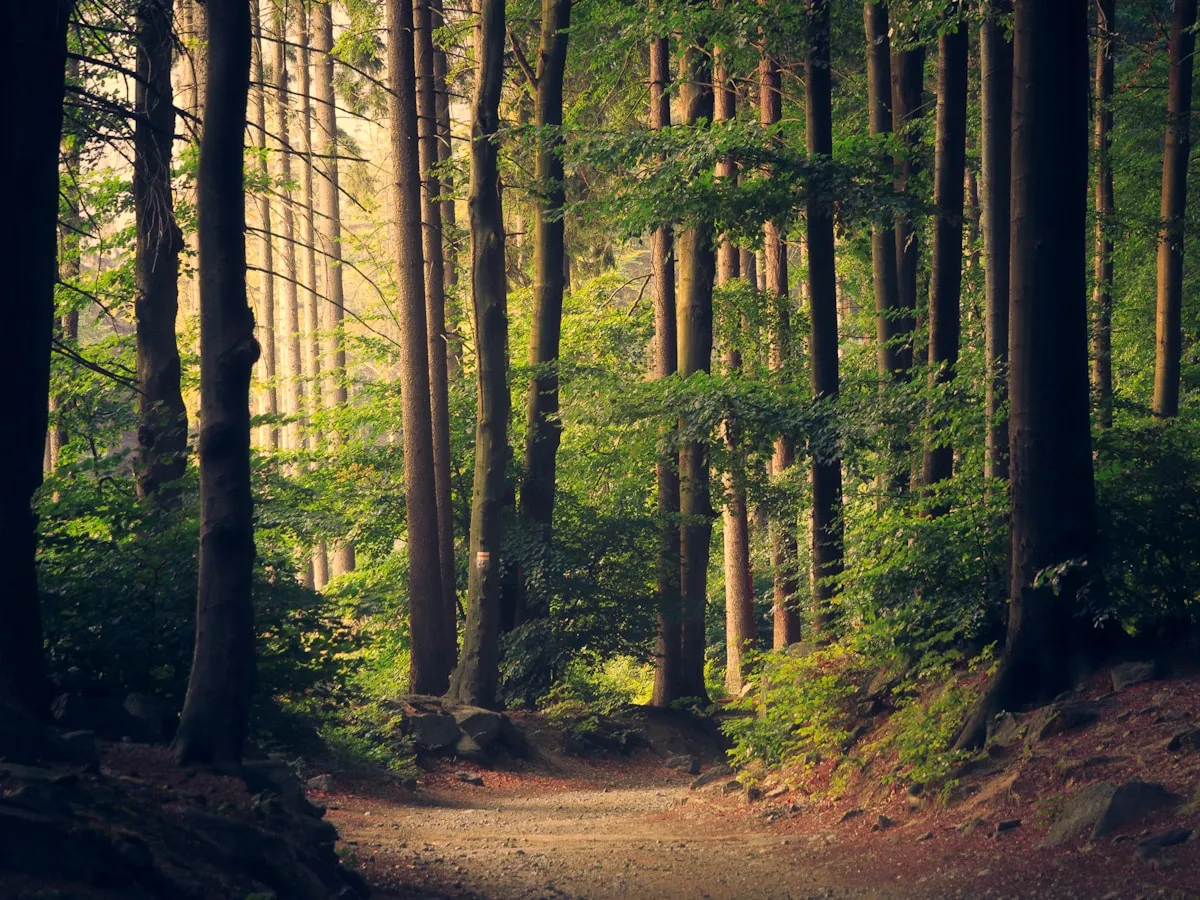 Natural green burial setting
