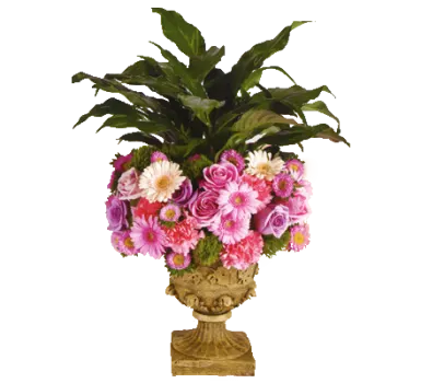 Flower-Rimmed Plant